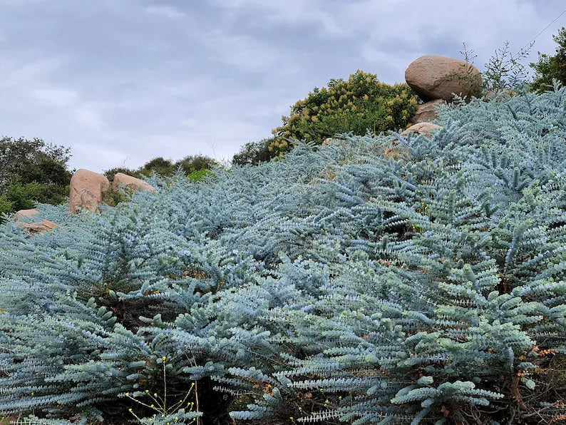 40 PCS Real Dried Eucalyptus Branches Decorative Natural Fresh Eucalyptus Plant for Shower Hanging Decor