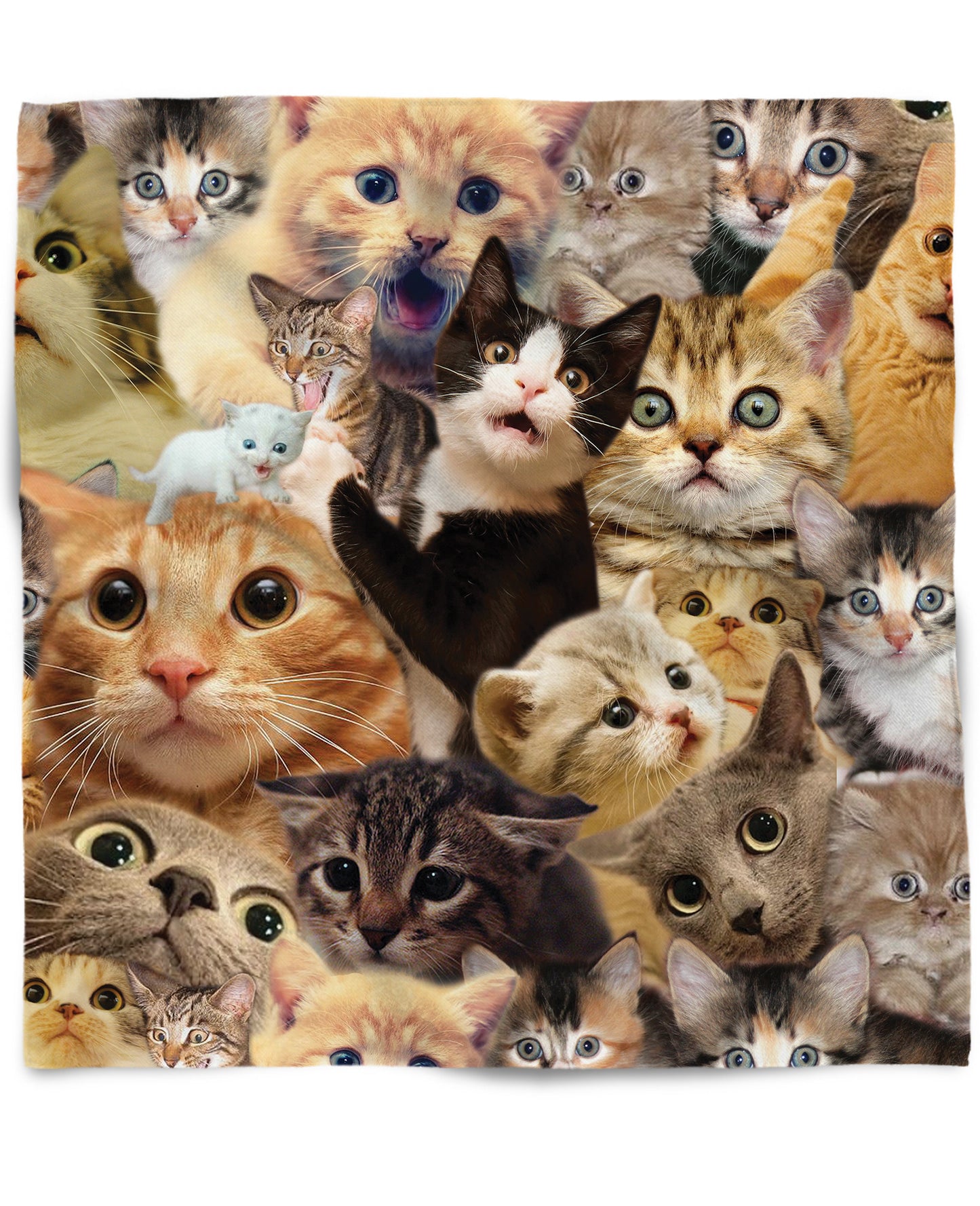 Surprised Cats Bandana